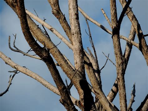 Gambar : pemandangan, alam, cabang, musim dingin, burung, menanam ...