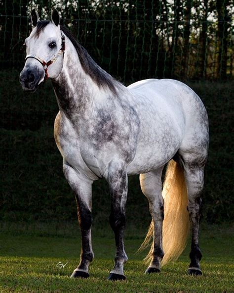 Pin by Christina VanderBeek on Gorgeous Horses (With images) | Dapple ...