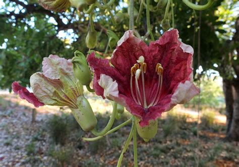 Sausage tree: flowers | Sausage tree, Kigelia africana, know… | Flickr