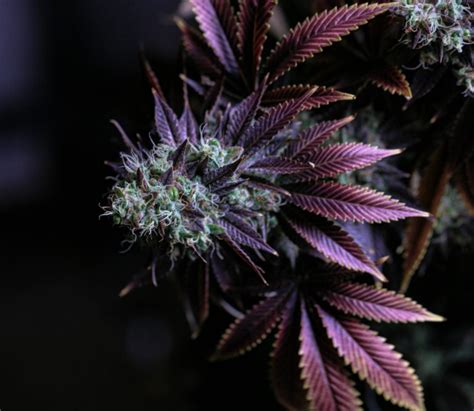 Blue Raspberry Strain - Indica Dominant - Collective Cannabis