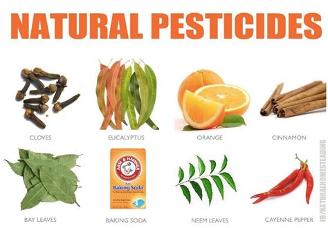 Natural pesticides via Natural Homesteading | Natural pesticides, Garden pest control, Pest control