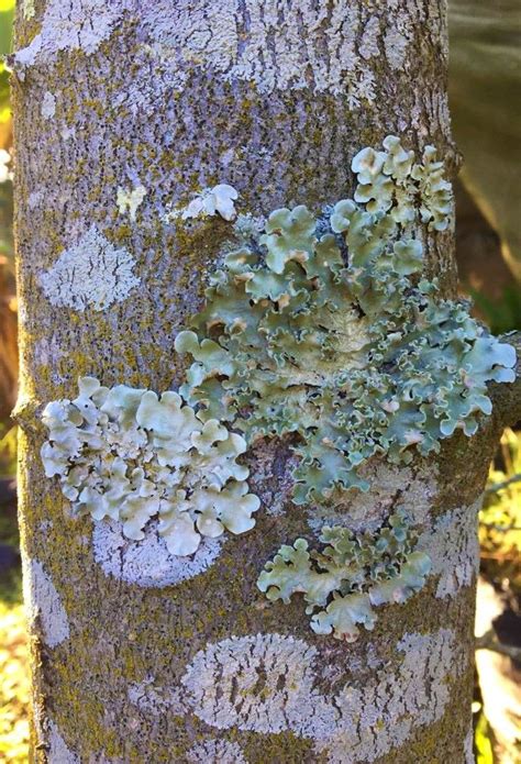 lichen tree bark fungus identification - Somer Mckee