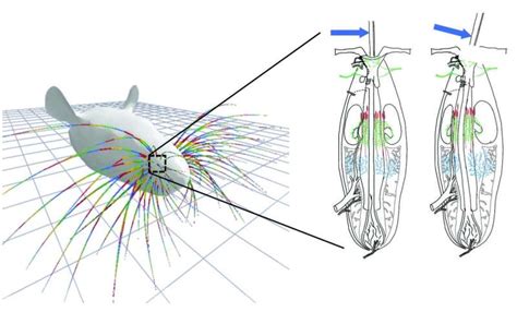 Whisker simulation gives insight into mammals' sense of touch