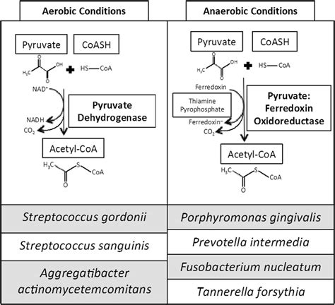 Pyruvate metabolism in aerobic and anaerobic bacteria. Under aerobic... | Download Scientific ...