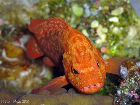 Strawberry Grouper (Cephalopholis spiloparaea) | Strawberry grouper ...