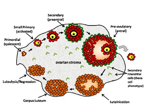 Ovarian Follicle Cycle