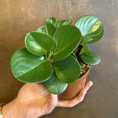 Peperomia ‘Obtipan’ - grow urban.