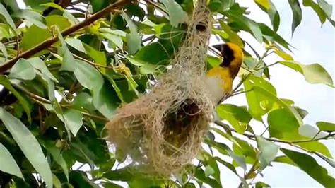 Birds in their natural habitat-weaver bird - YouTube