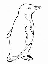 Free Printable Penguin Coloring Pages For Kids sketch template
