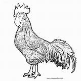 25  Brilliant Photo Of Rooster Coloring Page Albanysinsanitycom sketch template