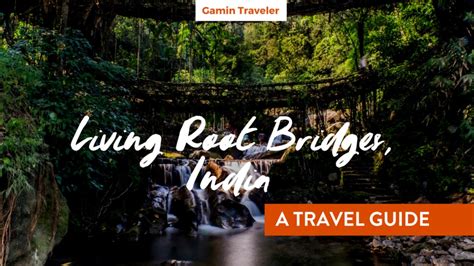 A Guide to the amazing Living Root Bridges - Gamintraveler