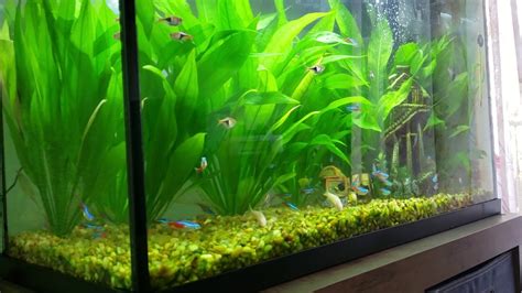 Jungle Amazon Sword plants | Echinodorus amazonicus with Community fish ...