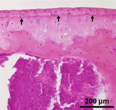 Histology of mouse articular cartilage. Histological section of the ...