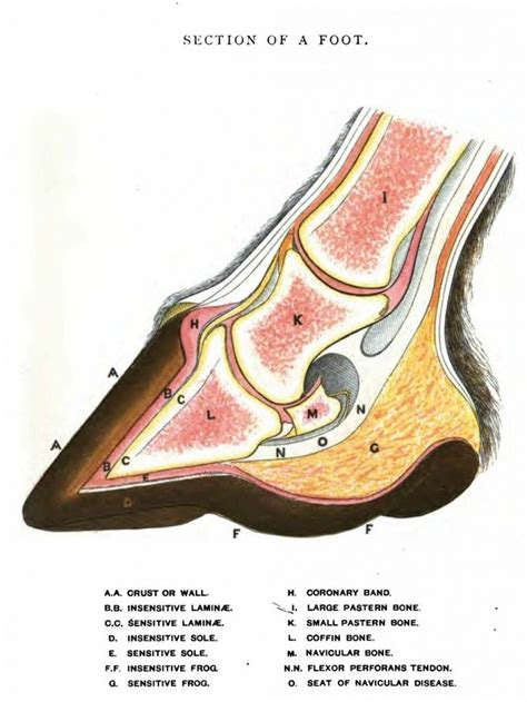 Basic Horse Hoof Anatomy Drawing – Cross-section View – Normal Hoof (With images) | Horse ...