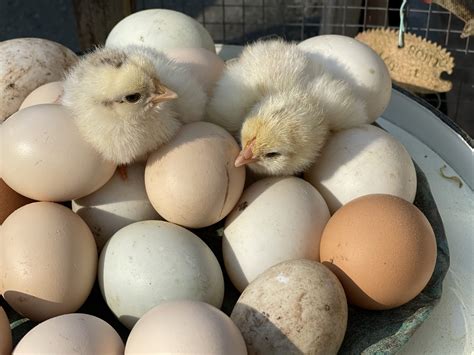 BABY CHICKS HATCHING🐣🐥 | Winterpast Farm