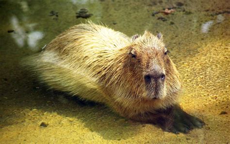 Capybara Wallpapers - Wallpaper Cave