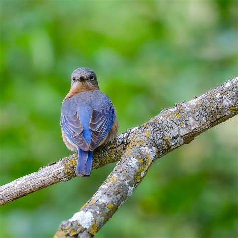 Eastern Bluebird (female) | BirdForum