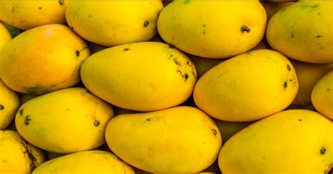 Best mango(langra aam) in westbengal Malda District - All Mango