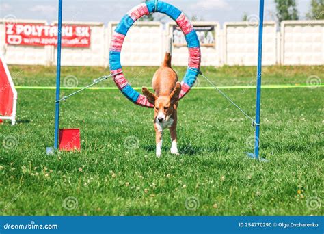 Dog in Agility Competition Set Up in Green Grassy Park Stock Photo - Image of puppy, pedigree ...