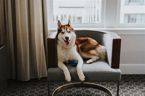 Best Pet-Friendly Hotels In Denver