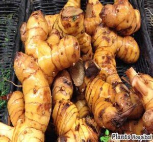 14 Best Health Benefits Of Galangal For Melanoma, Cancer And More