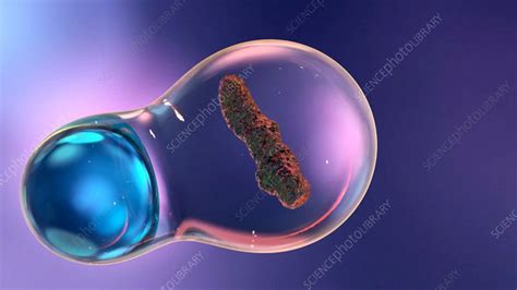 Phagocytosis, animation - Stock Video Clip - K009/2638 - Science Photo ...