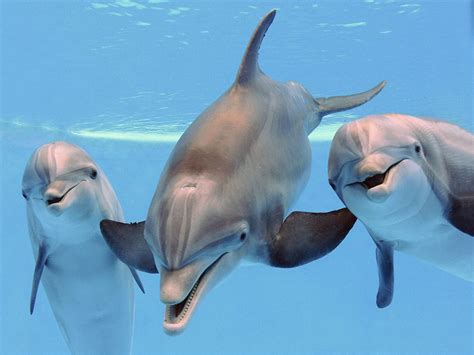 Dolphins: Characteristics, types, habitat, and more