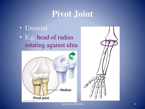 PPT - Joints of the Human Body PowerPoint Presentation, free download ...