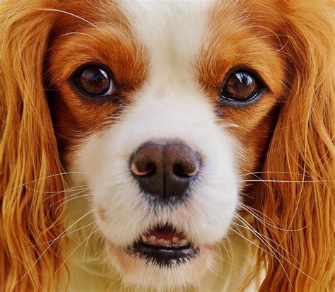 Kostenloses Foto: Hund, Cavalier King Charles Spaniel - Kostenloses Bild auf Pixabay - 785624