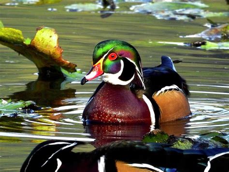 Wood duck drake in full breeding plumage Photograph by Bernardo Guzman