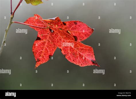 Fall leaf no background hi-res stock photography and images - Alamy