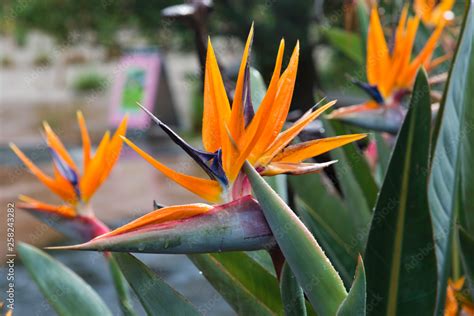 Strelitzia reginae flower Stock Photo | Adobe Stock