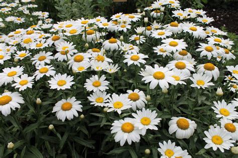 Dwarf Shasta daisy | Garden Housecalls