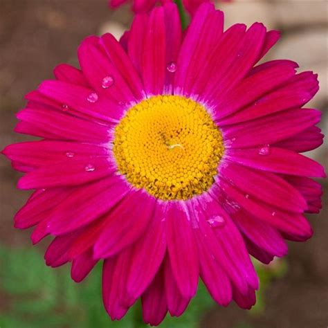 2019 Pyrethrum Flower 50 Seeds Mix Color Painted Daisy And Chrysanthemum Coccineum Hardy ...