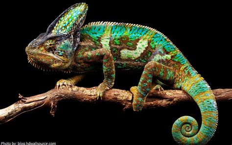 Interesting facts about chameleons | Just Fun Facts