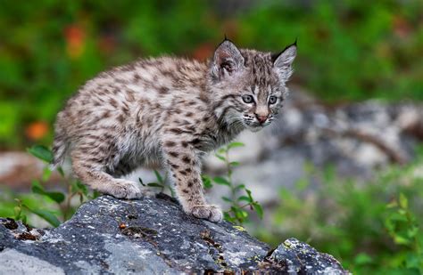 Download Cub Baby Animal Animal Lynx 4k Ultra HD Wallpaper