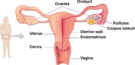 Endometrium Thickening: Causes, Diagnosis, Treatments | New Health Advisor