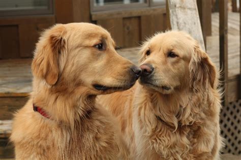 Retriever kisses. | Golden Retrievers | Pinterest