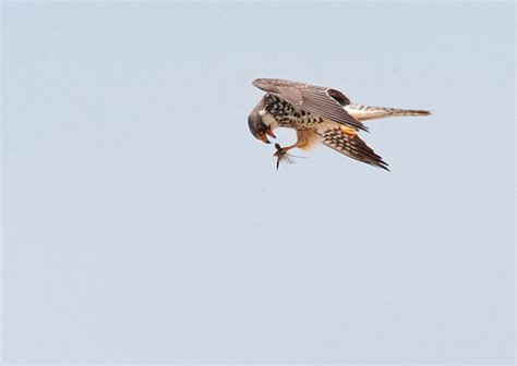 Amur Falcon (Falco amurensis)