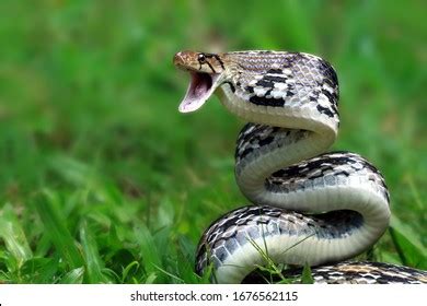 350 Trinket snake Images, Stock Photos & Vectors | Shutterstock