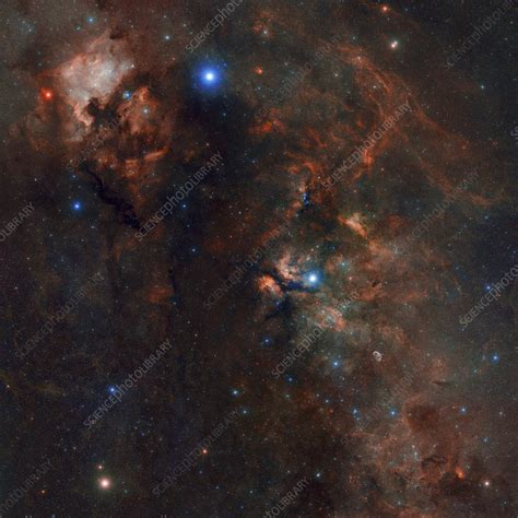 Cygnus Constellation - Stock Image - C041/2403 - Science Photo Library