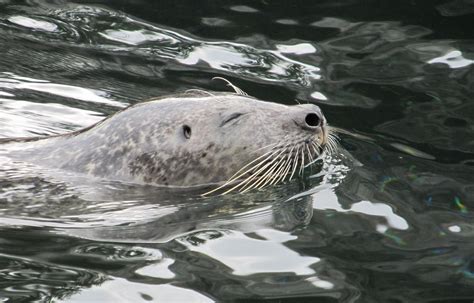 Seal Free Stock Photo - Public Domain Pictures