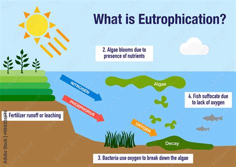 The eutrophication process explained Stock Illustration | Adobe Stock