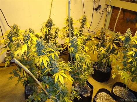 Blackberry Diesel (par New420Guy Seeds) :: Info de Variété