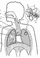 Heart Pulmonary Coloring Circulation System Lungs Pages Drawing Through  sketch template