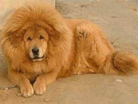 Tibetan Masiff ...lol...looks like a lion! Loving it. | Honden