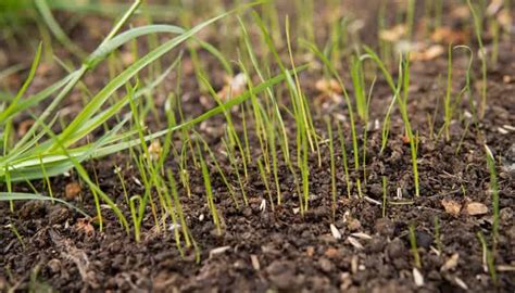 Grass Seed Germination Temperature Chart: Guide To Growing A Lush Lawn ...