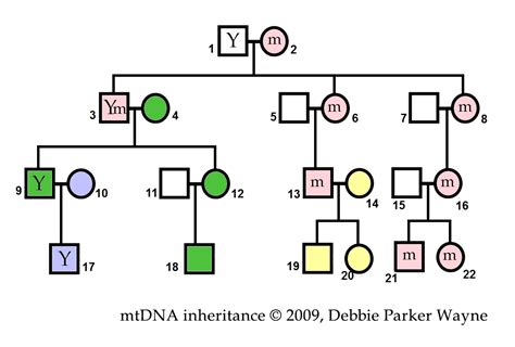 Genetic Family Tree Template