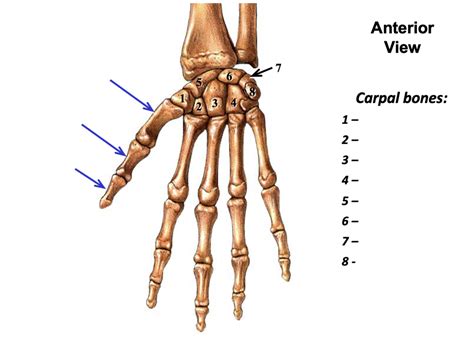 ADAM Hand Diagram | Quizlet