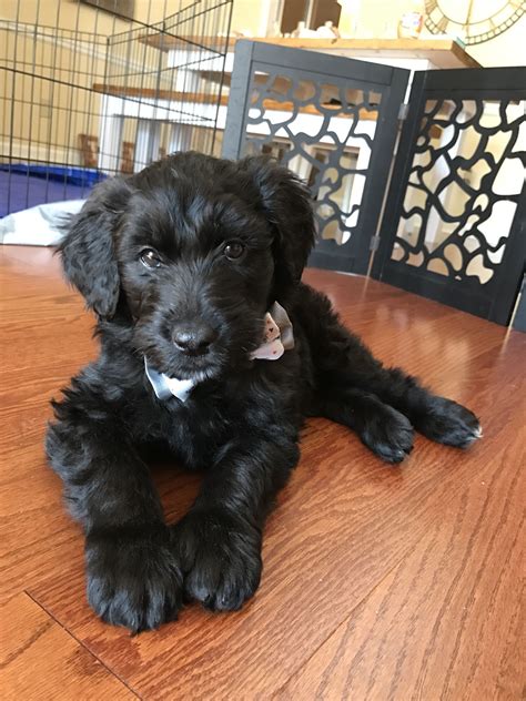 Black labradoodle puppy with bow tie | Hunde